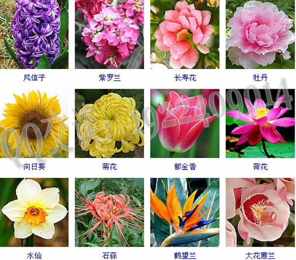 草本植物護膚品加工